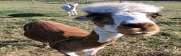 Alpaca livestock for sale: Alpacas for Sale - Advert 5