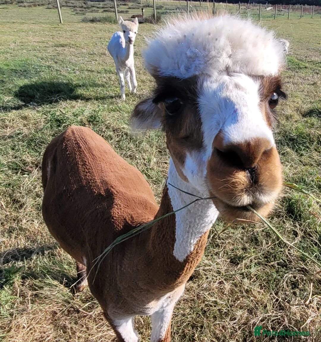 Alpaca livestock for sale: Alpacas for Sale - Advert 6