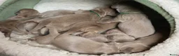 Miniature Dachshund dogs for sale: Isabella/Tan KC Registered Miniature Dachshunds,  - Advert 5
