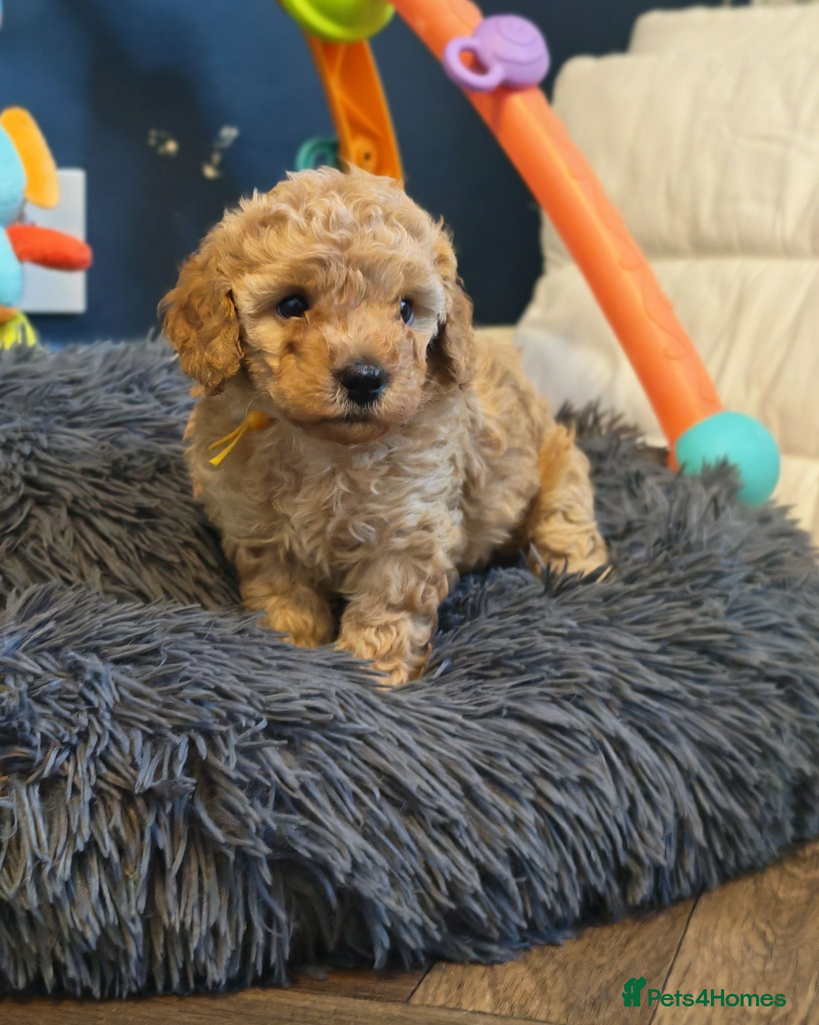 Cavapoo dogs Gorgeous Cavapoo Boy & Girl Available  - Advert 2