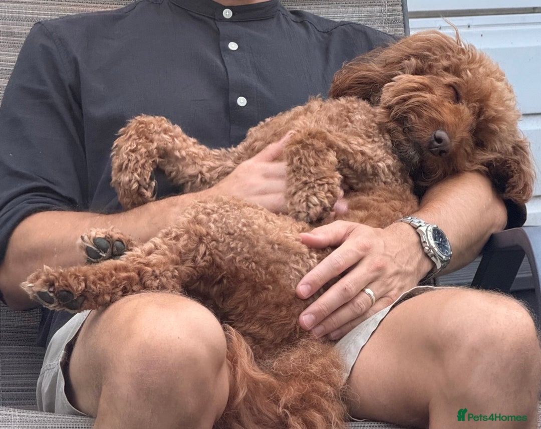 Labradoodle dogs for sale: Adorable Petite Labradoodle puppies incoming! - Advert 3