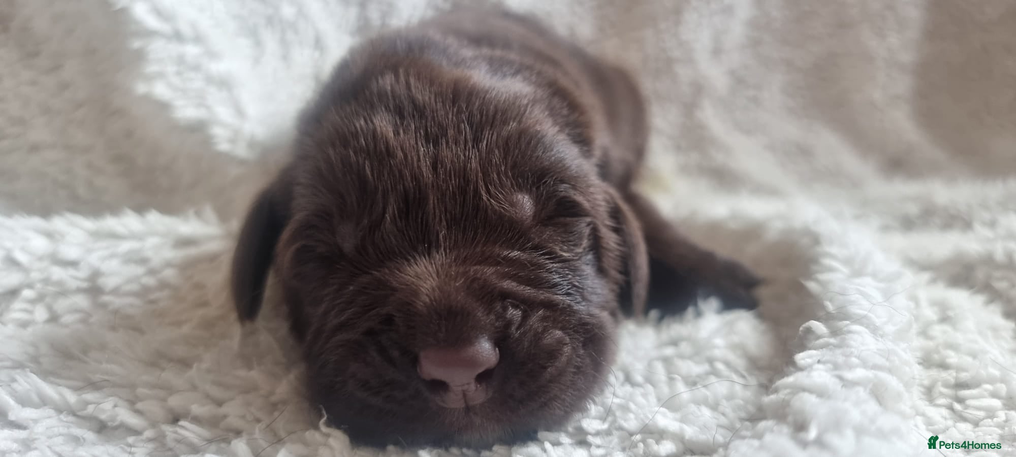 Newfoundland dogs Newfoundland pups for sale - Advert 3