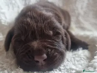 Newfoundland dogs Newfoundland pups for sale - Advert 3