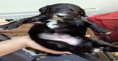 Mixed Breed dogs - Advert 10