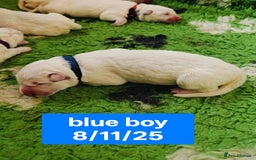 White Swiss Shepherd dogs for sale: KC Reg long-coat White Swiss Sheperd pups for sale - Image 15