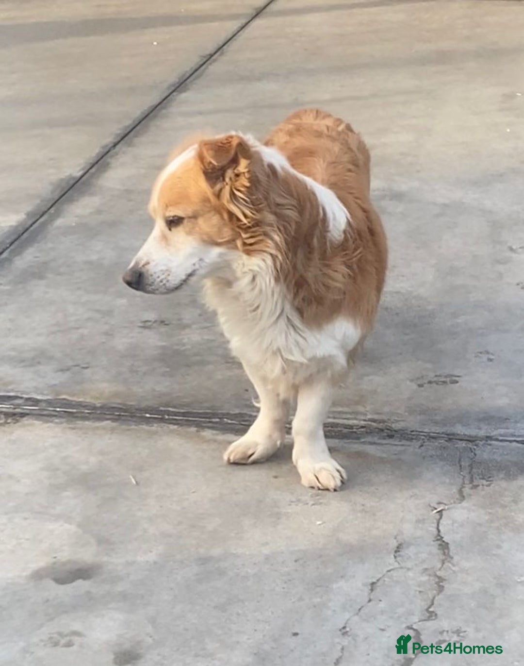 Mixed Breed dogs for adoption: Ricky, 7yrs old approx. Available for adoption. - Advert 4