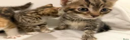Mixed Breed cats for sale: Bengal Mix Kittens - Advert 29