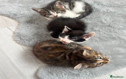 British Longhair cats for sale: Beautiful female kitten (ready now) - Image 9