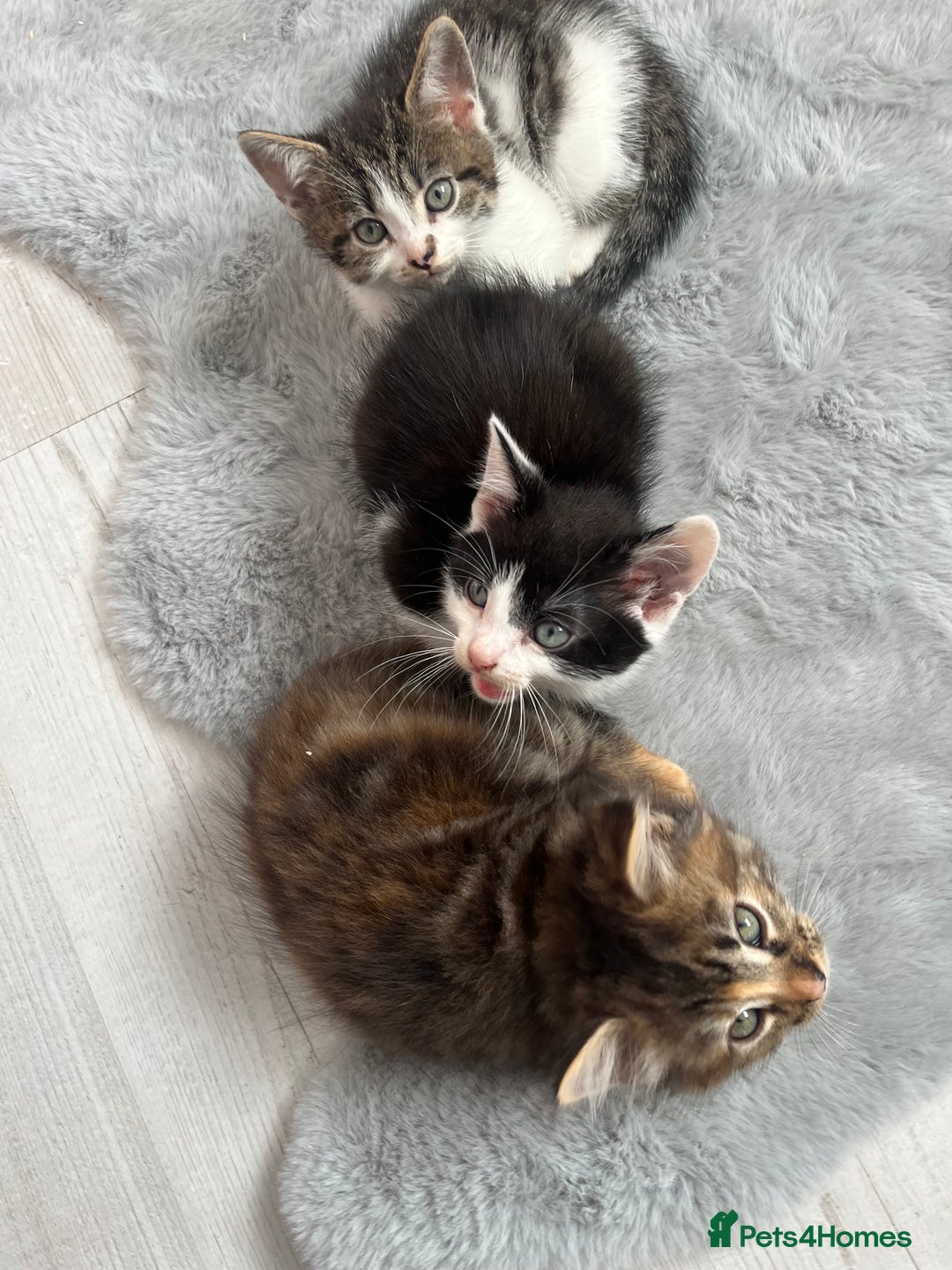 British Longhair cats for sale: Beautiful female kitten (ready now) - Image 9