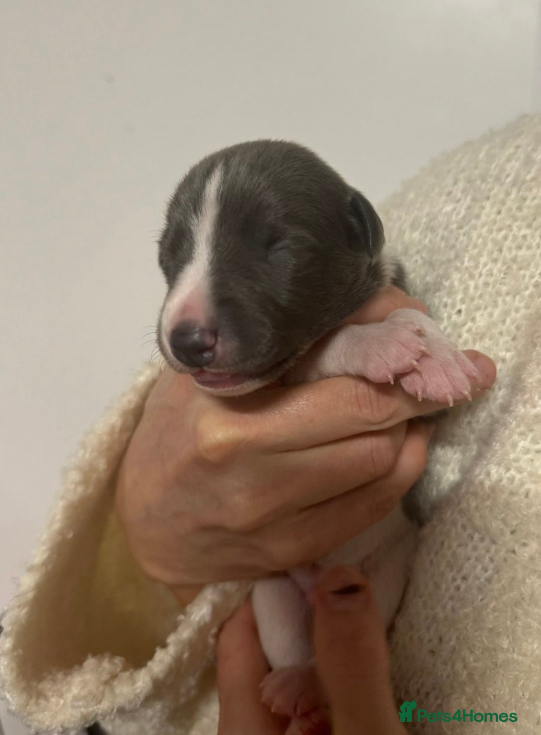 Whippet dogs for sale: Kc reg whippets  - Advert 2