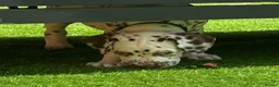 Dalmatian dogs for sale: JUST 3 BOYS LEFT READY THIS WEEK  - Advert 17