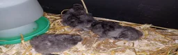 Chickens poultry for sale: Silkie chicks x 6 in Saint Austell - Advert 1