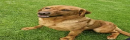 Labrador Retriever dogs for sale: 5 YROLD H/TESTED FOX RED LABRADOR BITCH FOR REHOME - Advert 6