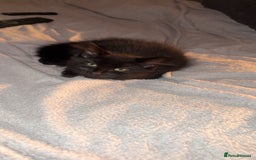 Norwegian Forest Cat cats for sale: Kittens - Advert 2