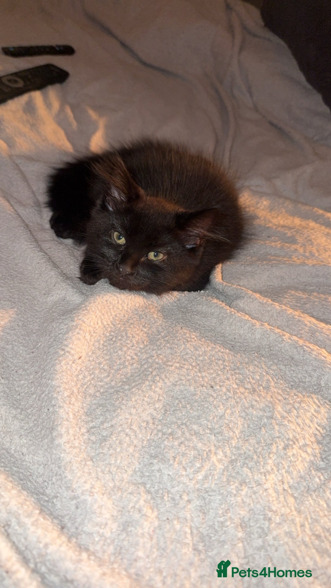 Norwegian Forest Cat cats for sale: Kittens - Advert 2