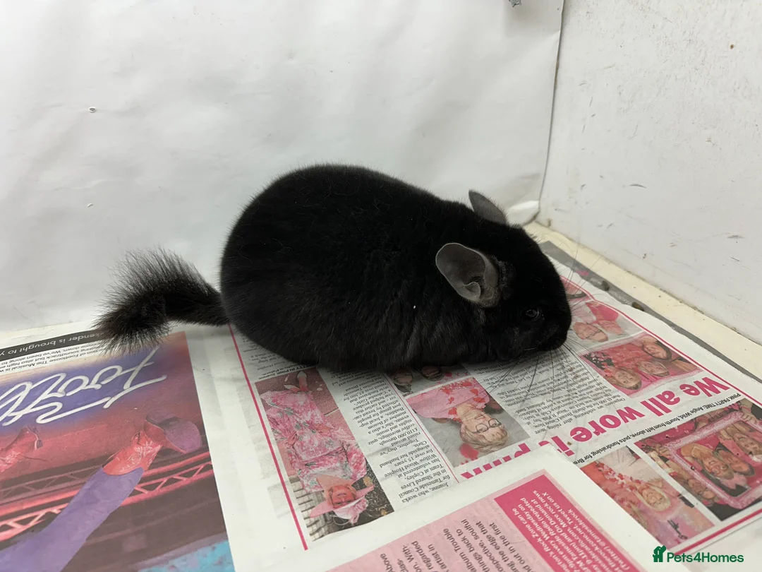 Chinchilla rodents for sale: Sooty, Fabulous Extra Dark Ebony boy.  Super tame - Advert 2
