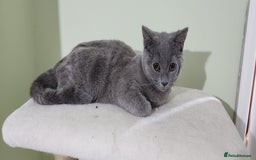 Russian Blue cats for sale: Pure Russian blue kittens  - Image 3