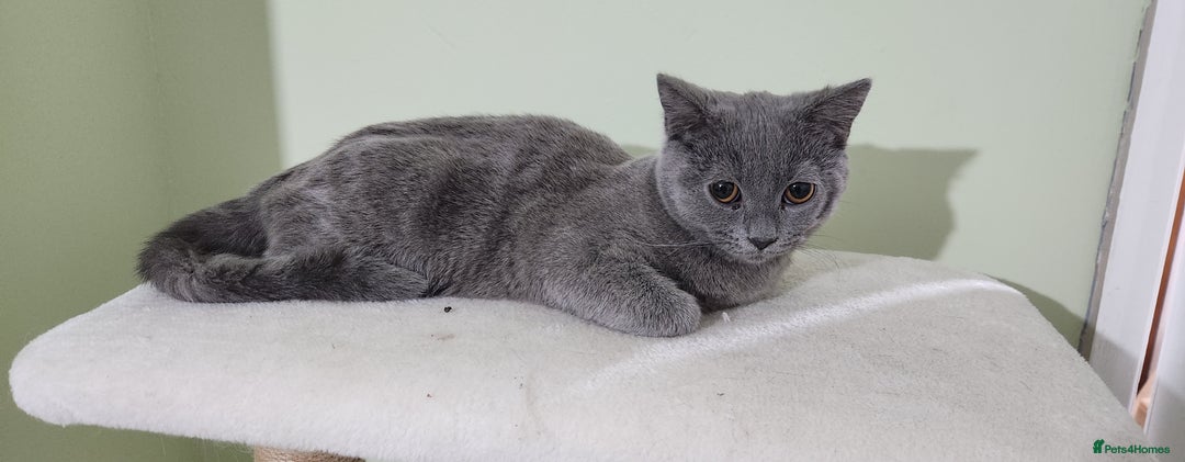Russian Blue cats for sale: Pure Russian blue kittens  - Image 3
