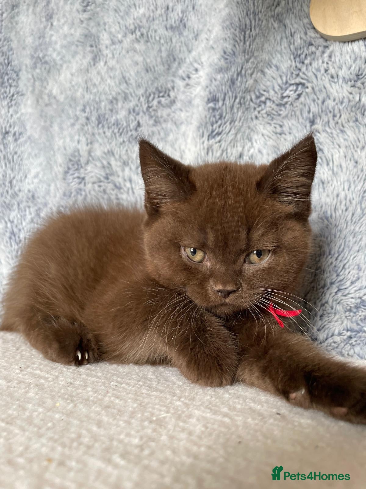 British Shorthair cats for sale: Gorgeous GCCF Chocolate British Shorthair kittens - Advert 8
