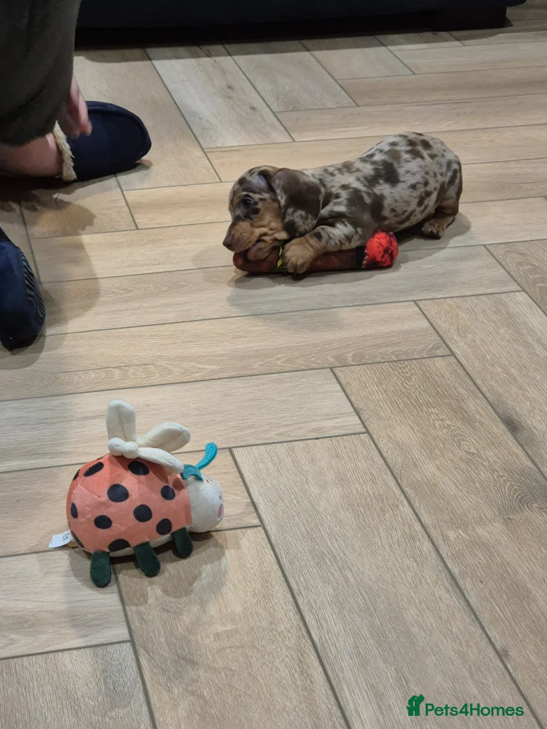 Miniature Dachshund dogs for sale: Gorgeous 8 week old puppy - Advert 3