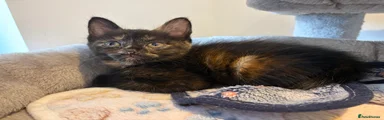 Tortie girl 2  