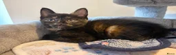 Mixed Breed cats for sale: 4 Ginger Boys, 2 Tortie cats  - Advert 5