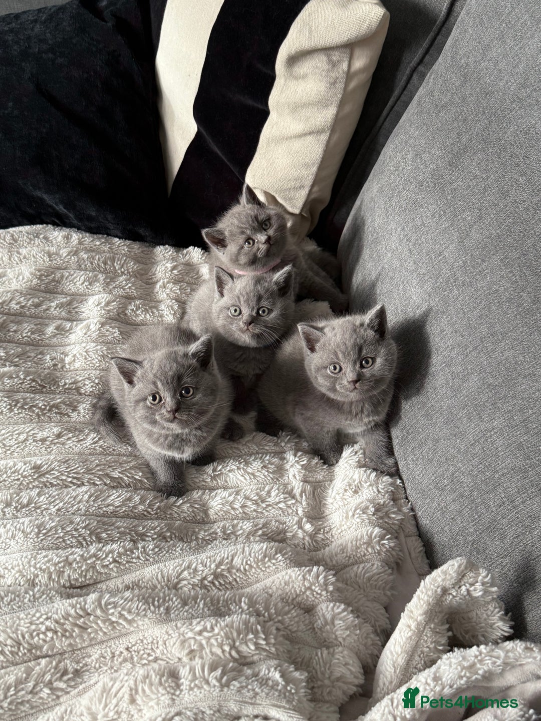 British Shorthair cats for sale: Gorgeous British Shorthair Blue Kittens - Advert 4