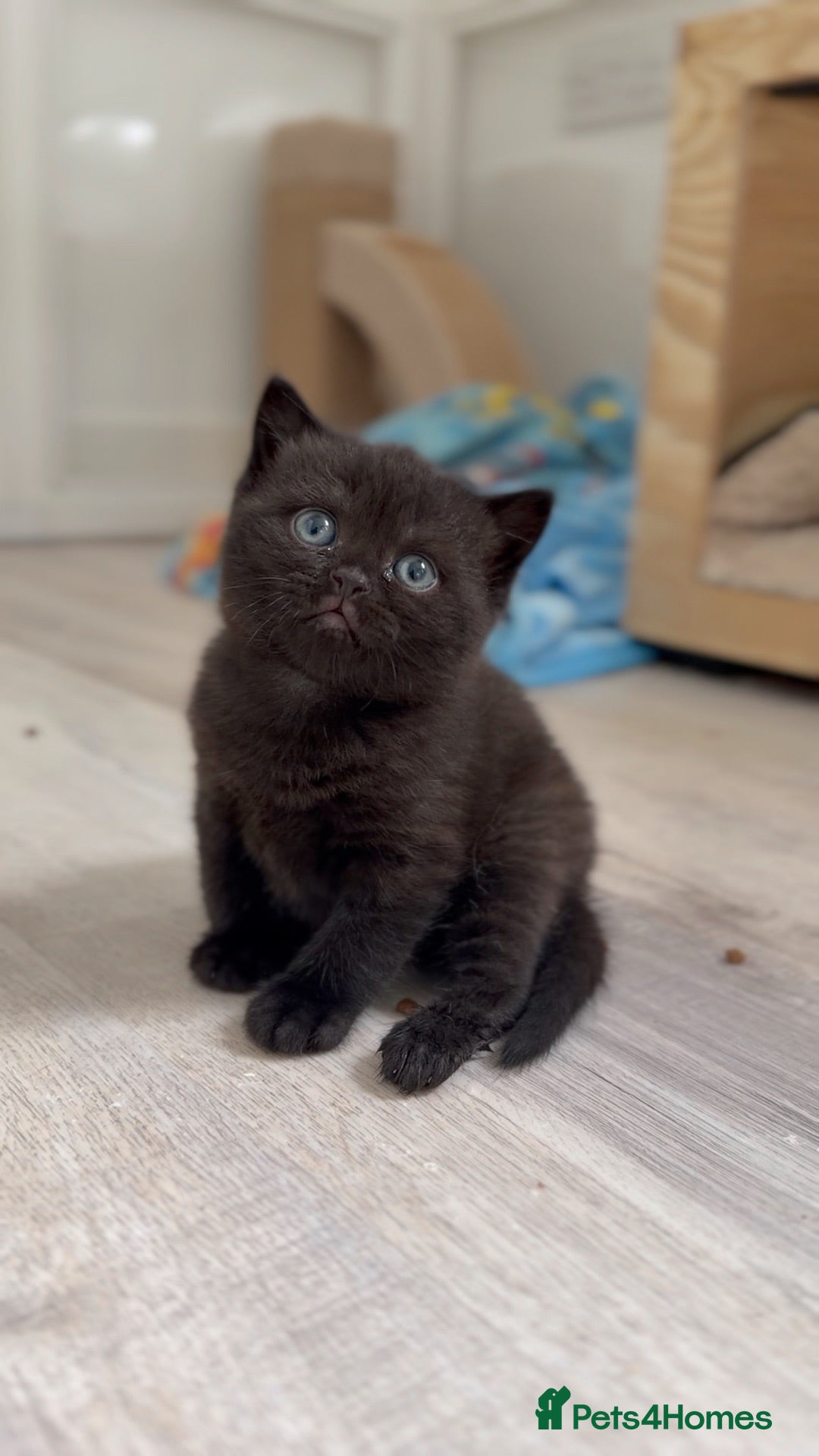 British Shorthair cats Ready now GCCF health tested British Shorthair  - Advert 1