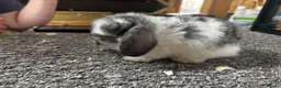 Mini Lop rabbits for sale: Baby MiniLops BRC rung and Vaccianted  - Advert 3