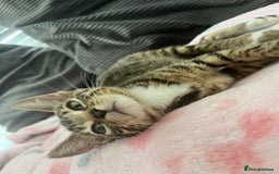 Mixed Breed cats for sale: Pixie bob mixed kittens - Image 12