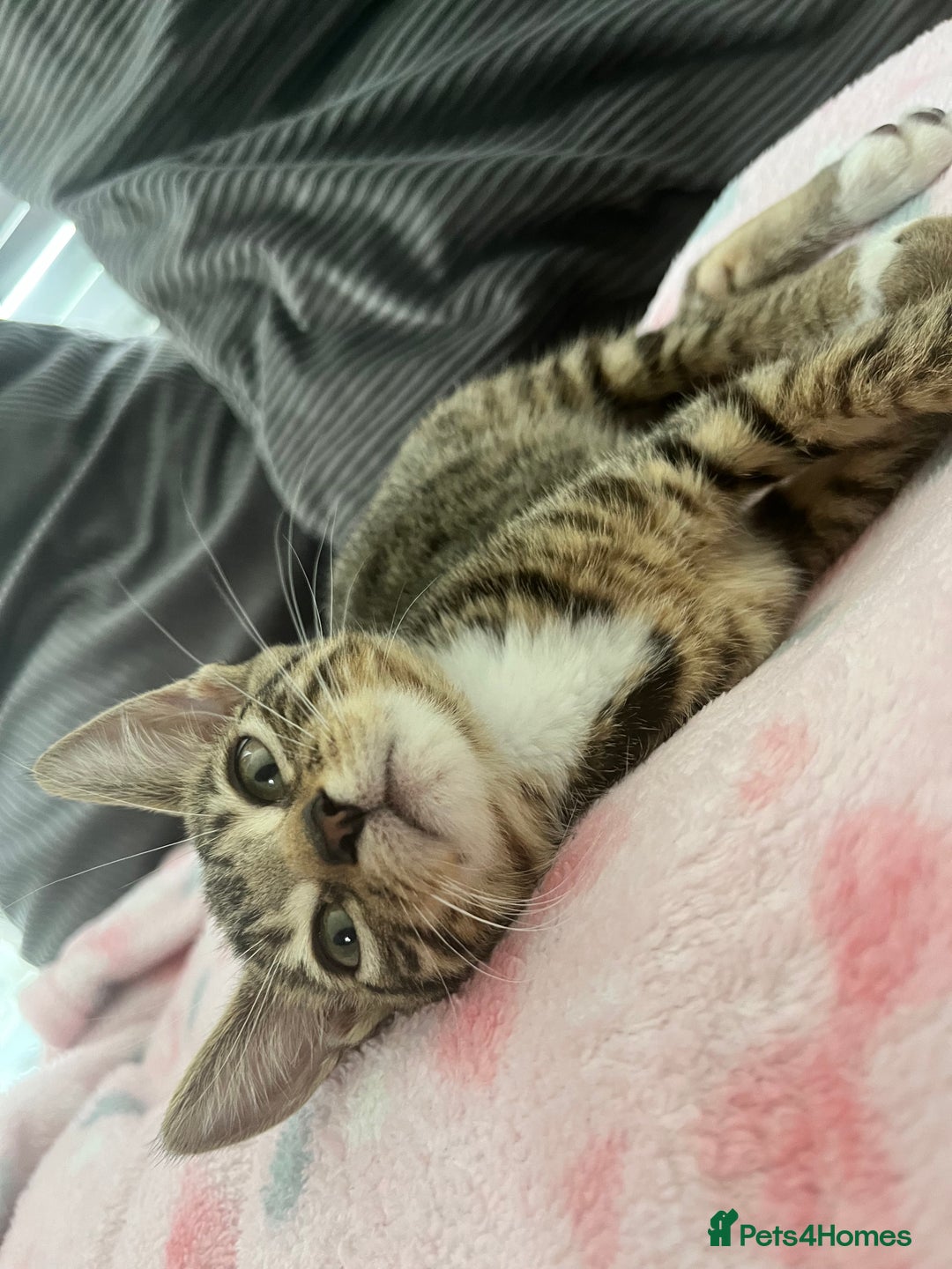 Mixed Breed cats for sale: Pixie bob mixed kittens - Image 12