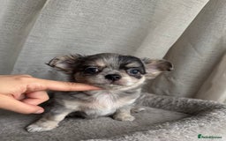 Chihuahua dogs for sale: XXS Tiny Chihuahua Long,Last Girl,Merle Blue Eye - Image 20