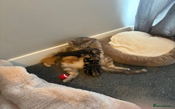 Mixed Breed cats for sale: Kitten for sale - Image 4