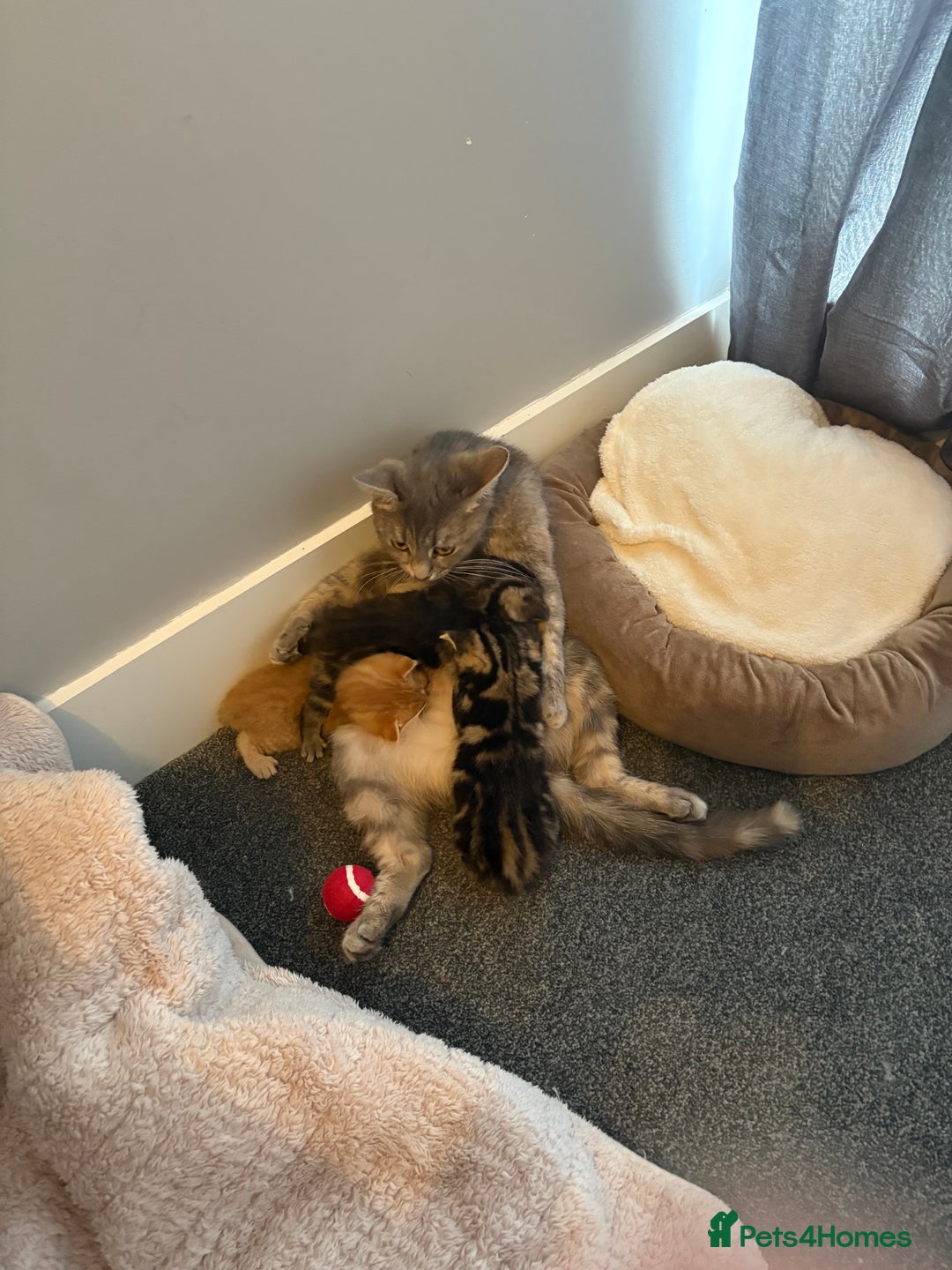 Mixed Breed cats for sale: Kitten for sale - Image 4