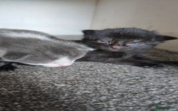 Mixed Breed cats for sale: 3 kittens to go  - Image 4