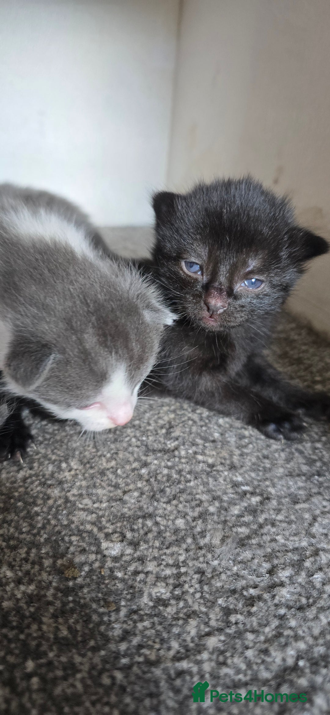 Mixed Breed cats for sale: 3 kittens to go  - Image 4