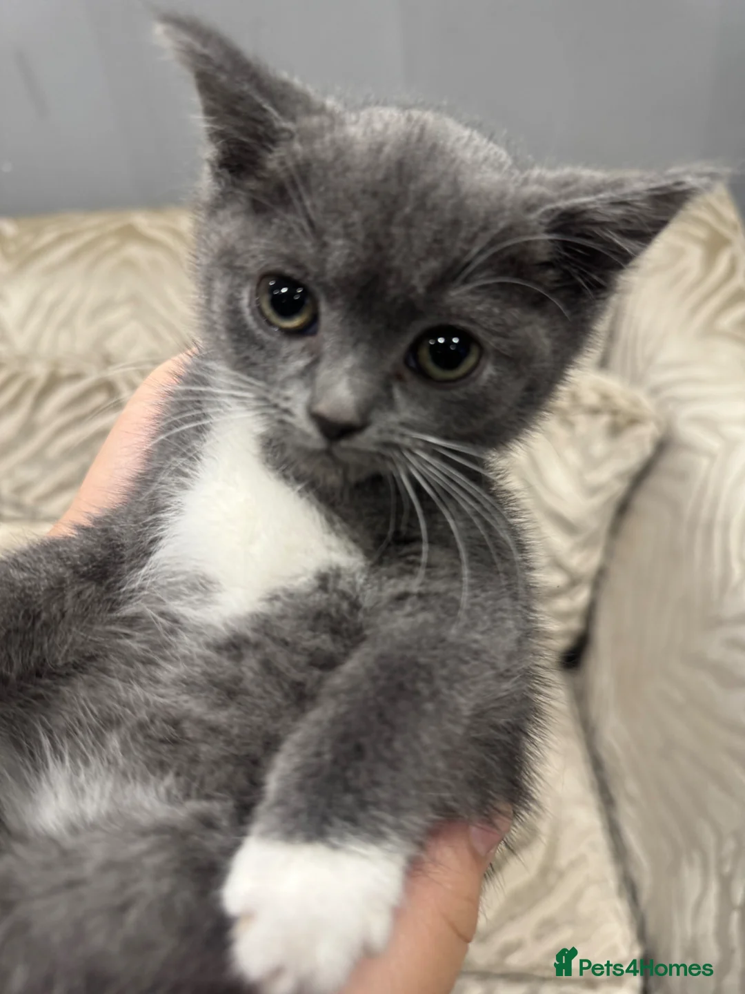 British Shorthair cats for sale: British shorthair kitten  - Advert 5