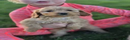Cockapoo dogs for sale: 6 excellent F1 cockapoo pups - Advert 1