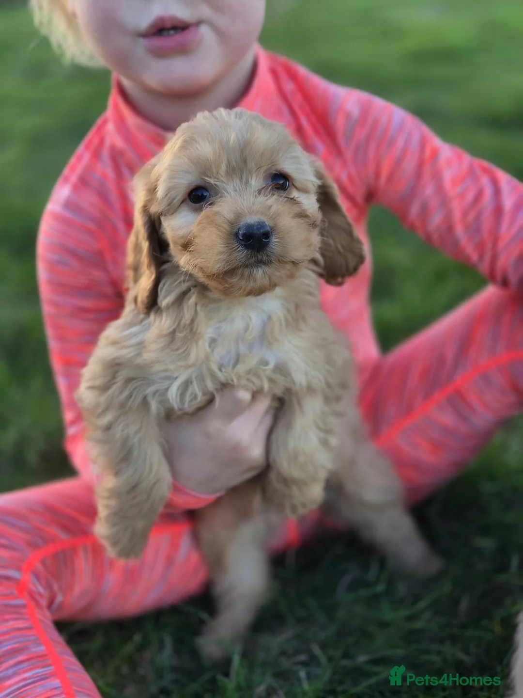 Cockapoo dogs for sale: 6 excellent F1 cockapoo pups - Advert 1