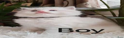 Ragdoll cats for sale: PUREBRED RAGDOLL KITTENS GCCF REGISTERED  - Advert 2