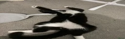 Domestic Shorthair cats for sale: Black & White Kitten - Advert 4