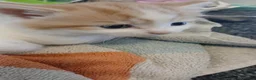 Mixed Breed cats for sale: Kittens in Harlow - Advert 5