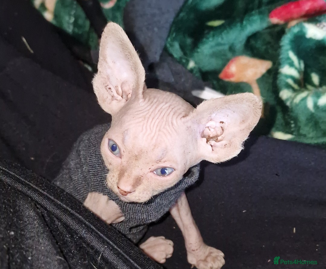 Sphynx cats for sale: Gorgeous Canadian Sphynx kittens - Image 13