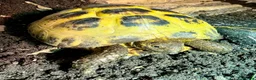 Tortoise reptiles for sale: Horsfield tortoise in Stockton-on-Tees - Advert 5