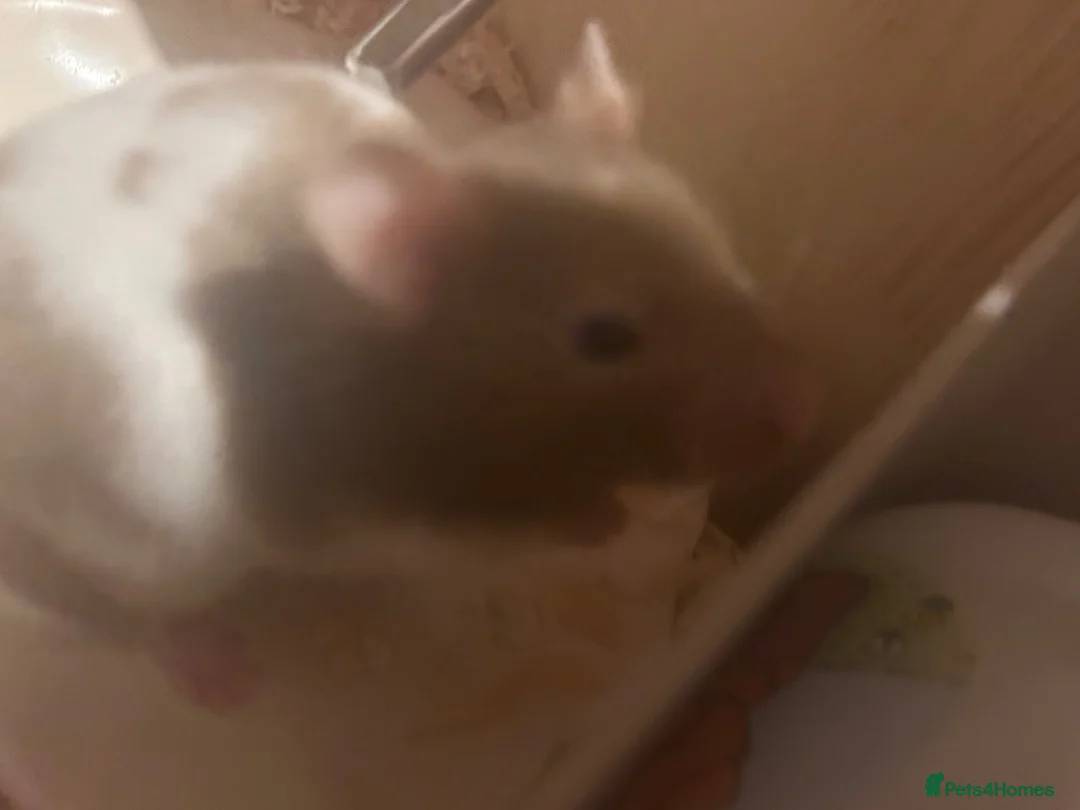 Hamster rodents for sale: Girl hamster - Advert 2