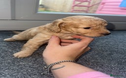 Cockapoo dogs for sale: 5 beautiful cockapoos! ONLY 2 LEFT  - Image 12