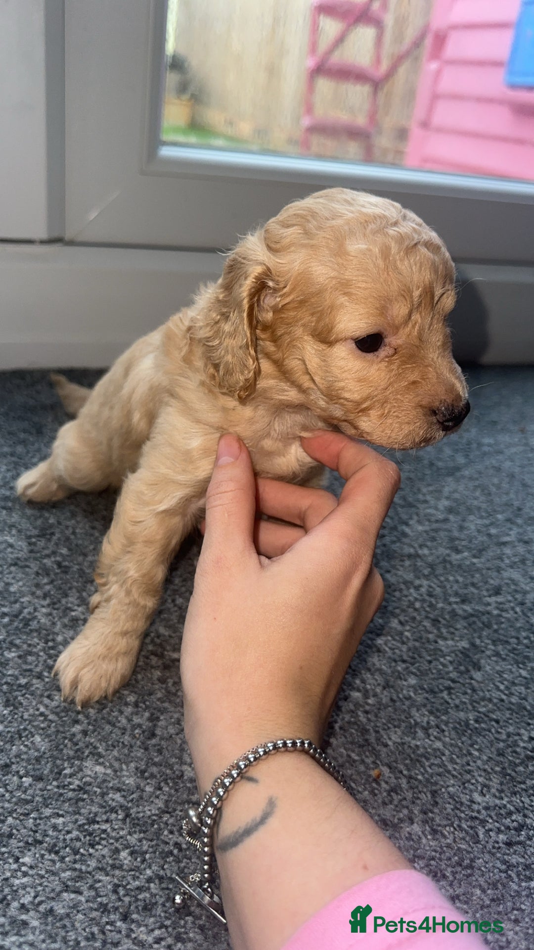 Cockapoo dogs for sale: 5 beautiful cockapoos! ONLY 2 LEFT  - Image 12