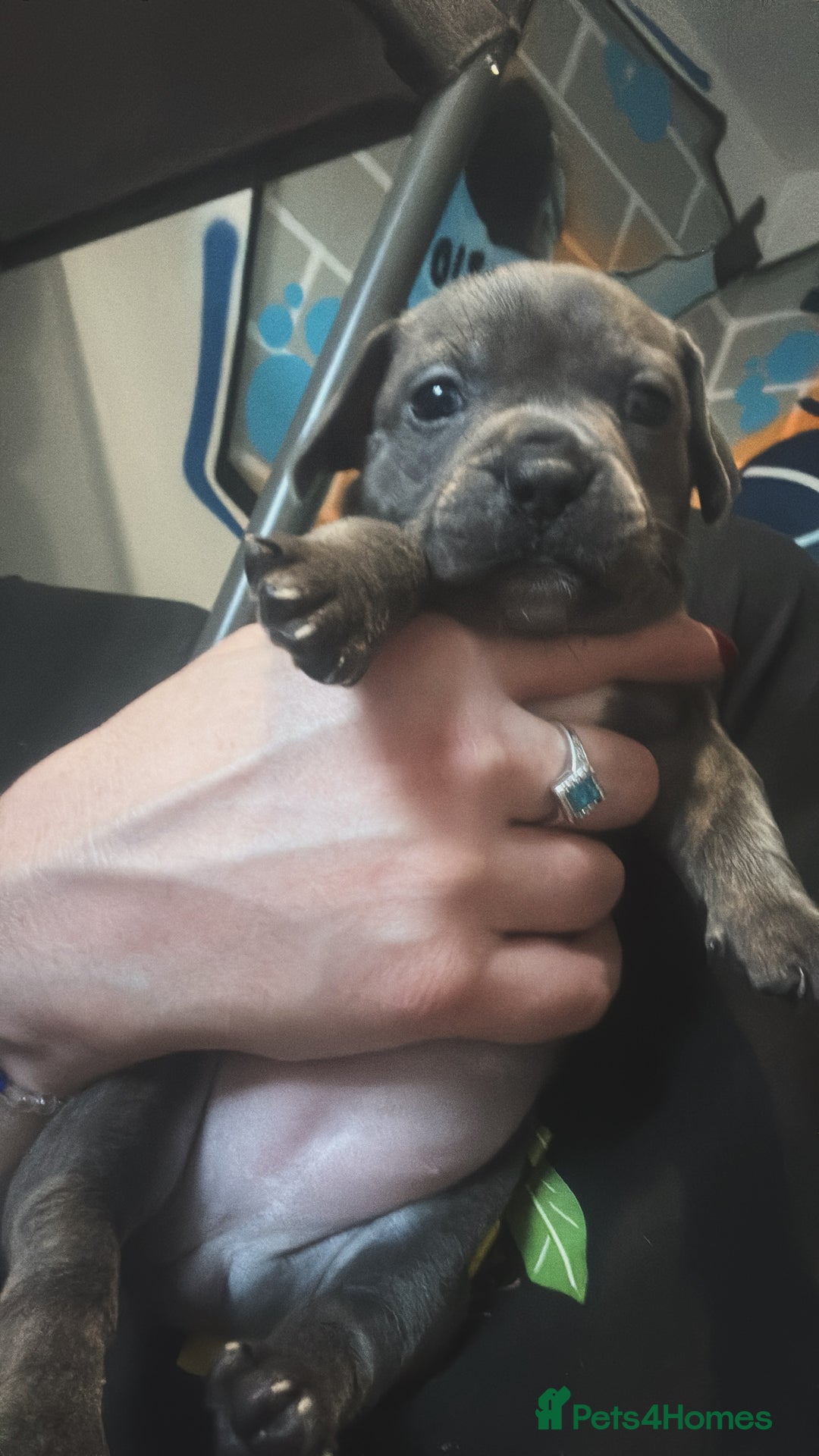 Mixed Breed dogs for sale: Unreal Frenchweiner puppy’s 🥹 - Image 8