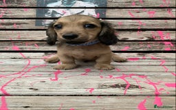 Miniature Dachshund dogs for sale: Stunning true to type KC Reg Miniature LH babies - Image 3