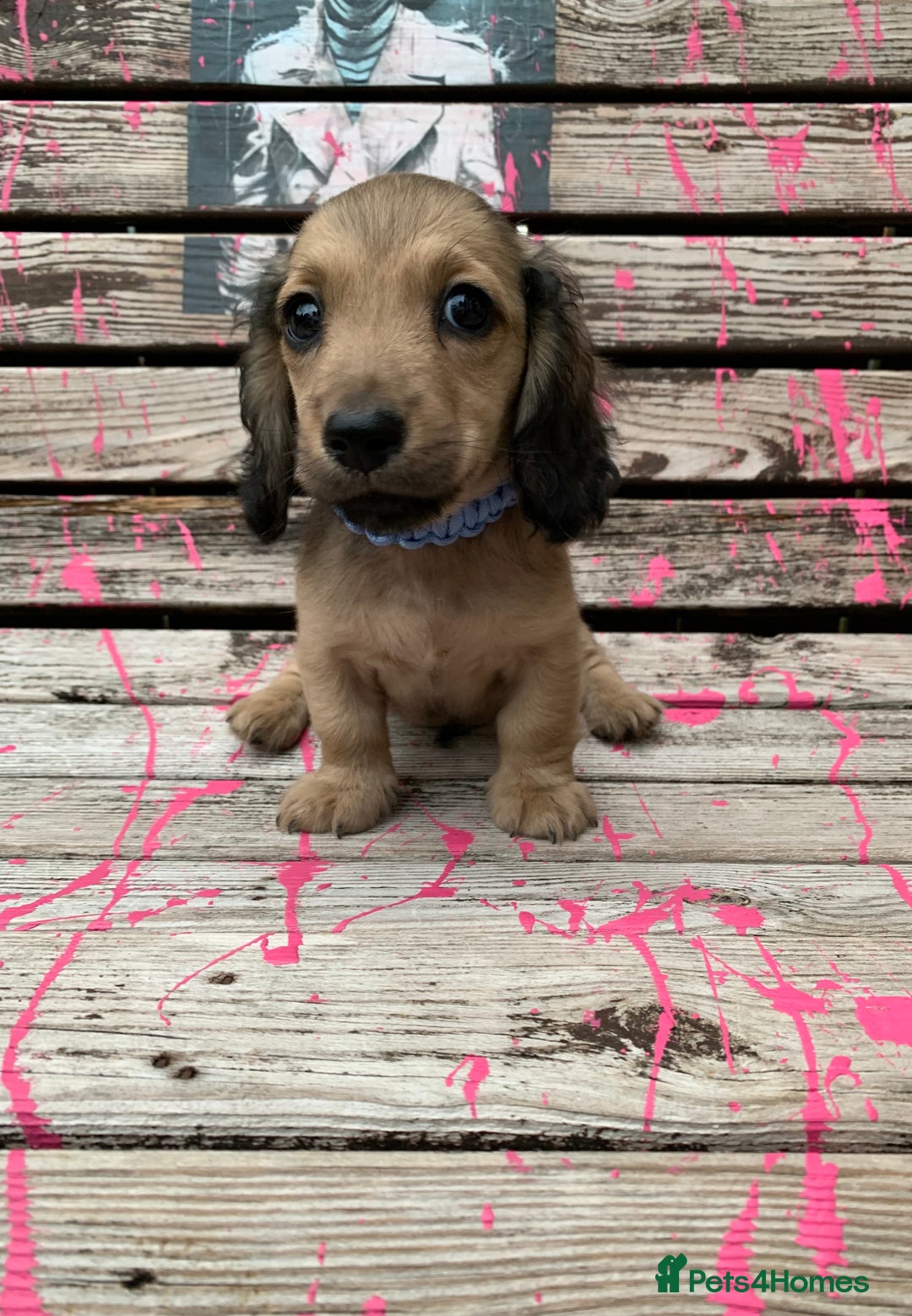 Miniature Dachshund dogs for sale: Stunning true to type KC Reg Miniature LH babies - Image 3